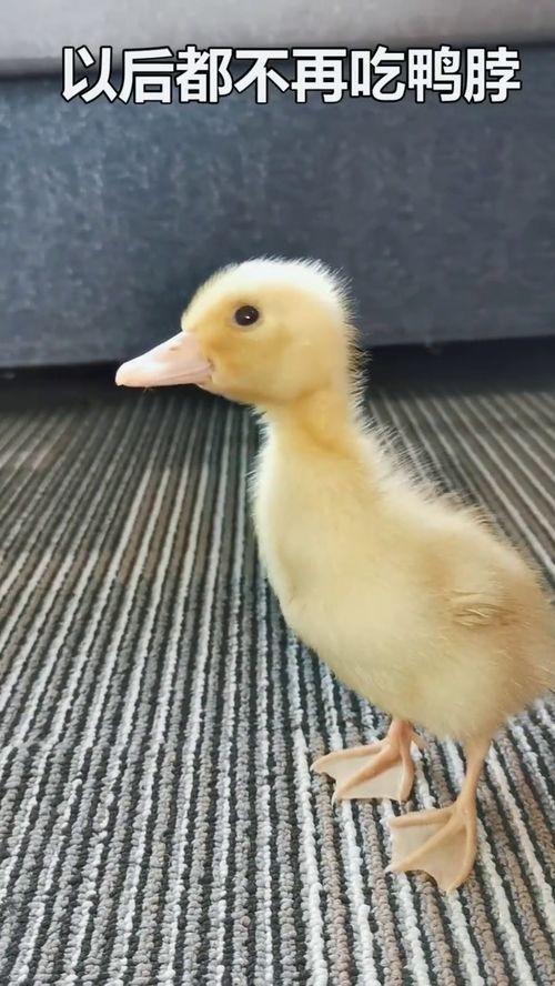 娱乐吃瓜酱鸭鸭视频